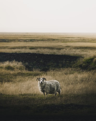 草原上的灰公羊